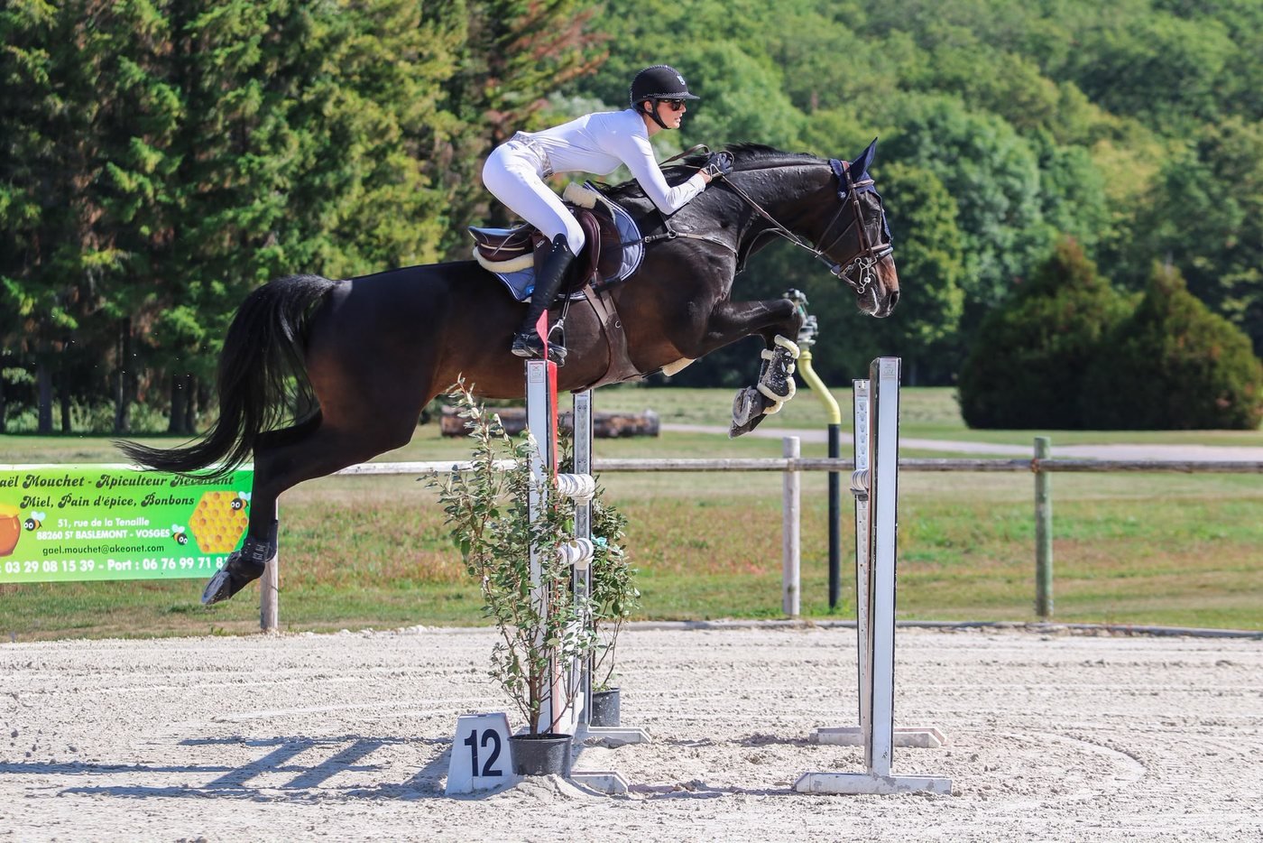 Cavalière en plein saut sur un cheval bai, en lisière de forêt